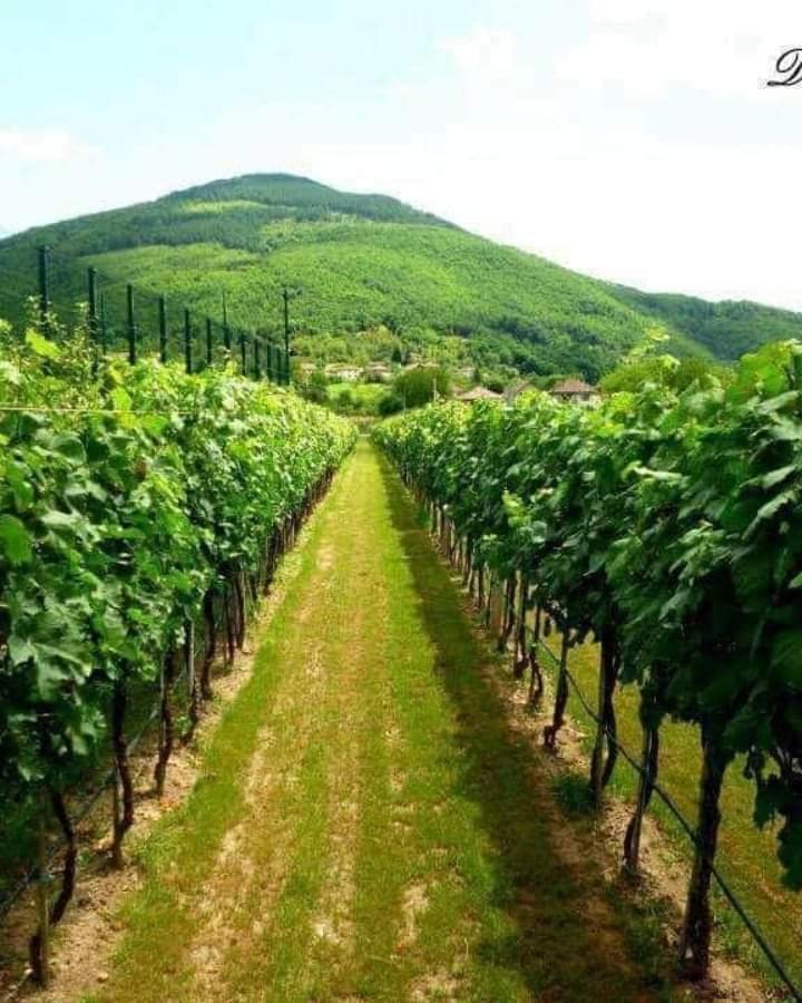 Villa Radica Negotino  Esterno foto